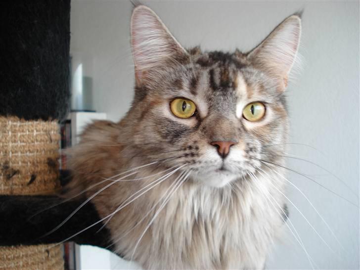 Maine Coon tøzen billede 2