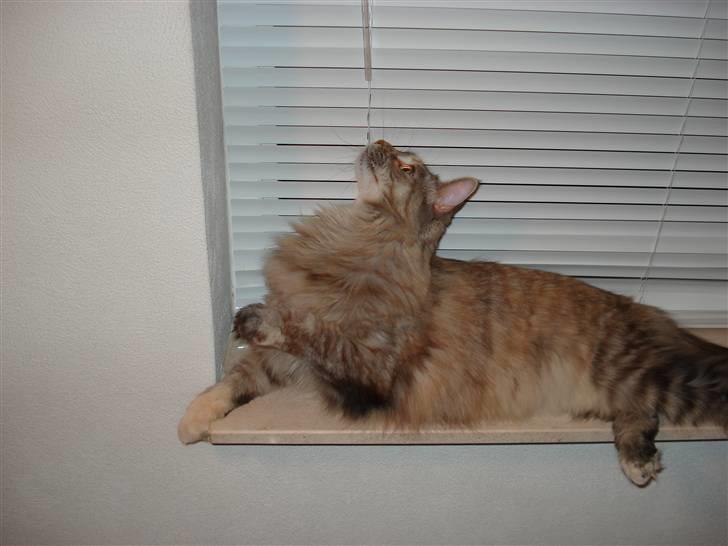 Maine Coon tøzen billede 3