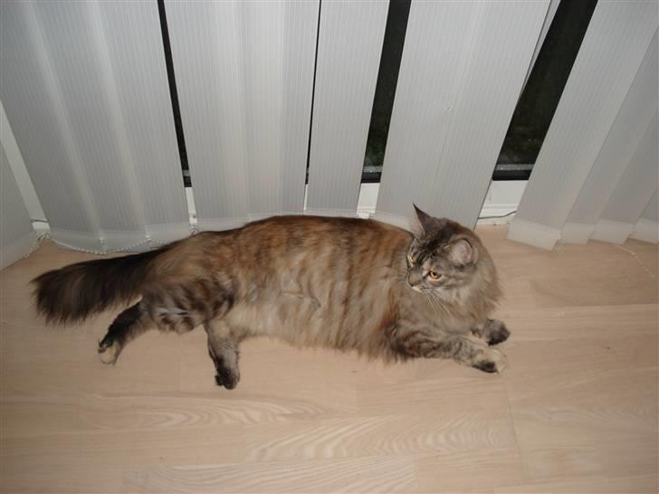 Maine Coon tøzen billede 4