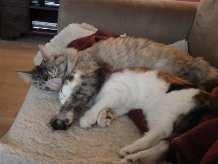 Maine Coon tøzen billede 5