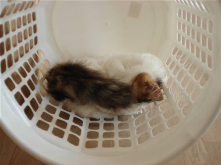 Maine Coon zig zag billede 7