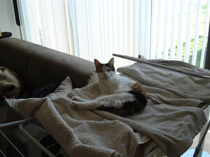 Maine Coon zig zag billede 8