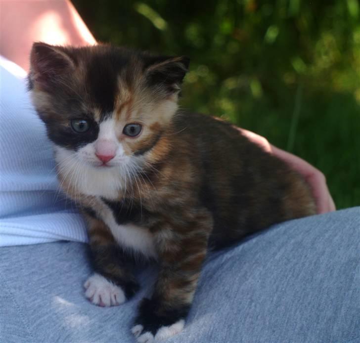 Blanding af racer Felia billede 1