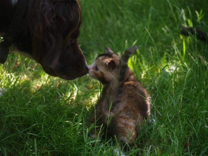 Blanding af racer Felia billede 3