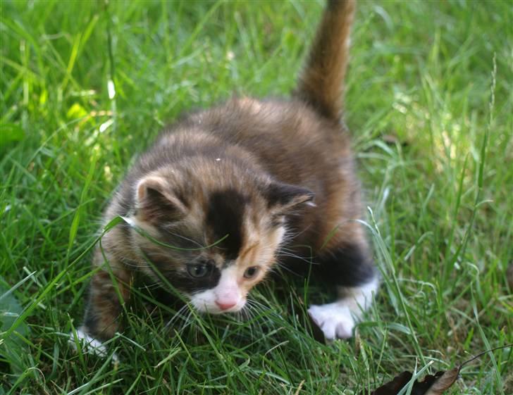 Blanding af racer Felia billede 4