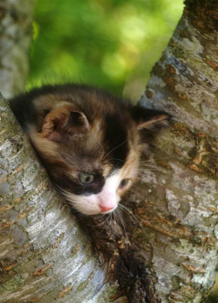 Blanding af racer Felia billede 5