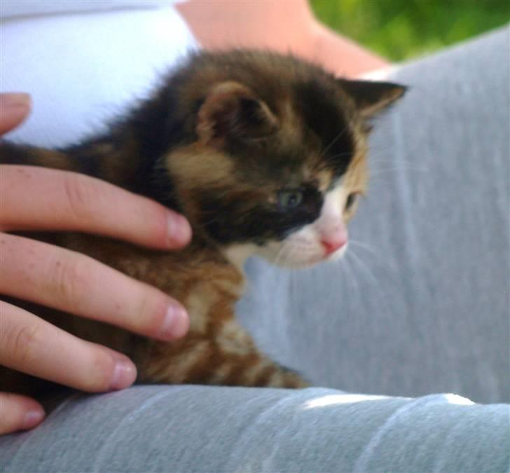 Blanding af racer Felia billede 6