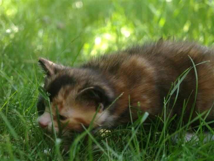 Blanding af racer Felia billede 7