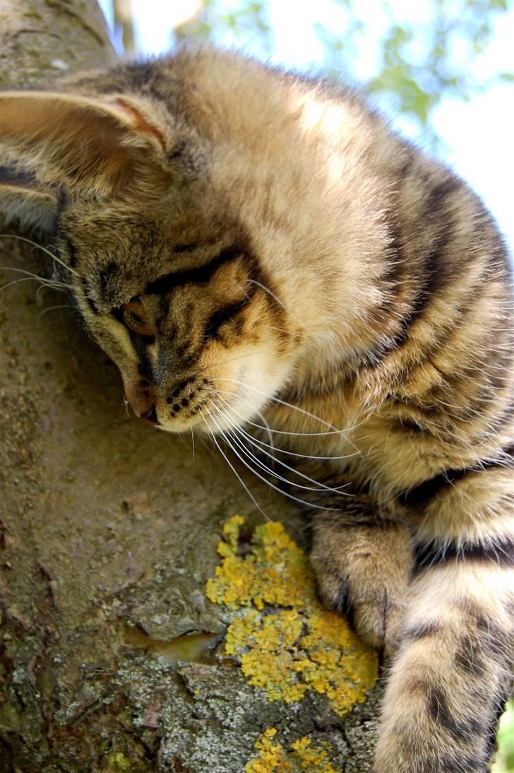 Blanding af racer Tarzan - så smuk. billede 1