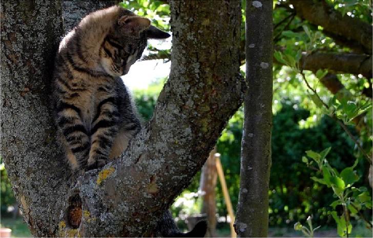 Blanding af racer Tarzan - ja du kan bare vente, forrjeg kommer ikk ned :) billede 3