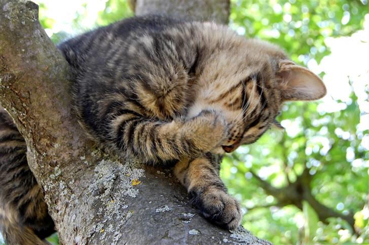 Blanding af racer Tarzan - årrh det klør billede 5