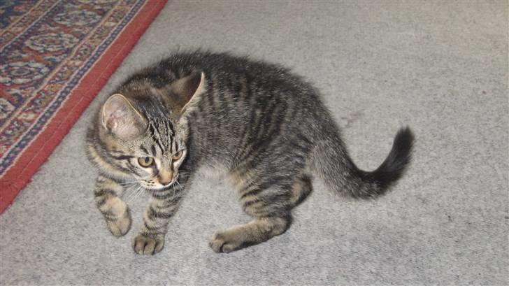 Blanding af racer Tarzan - kommer nu. billede 7