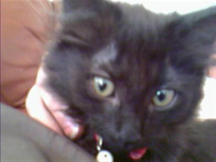 Blanding af racer Feline R.I.P billede 10