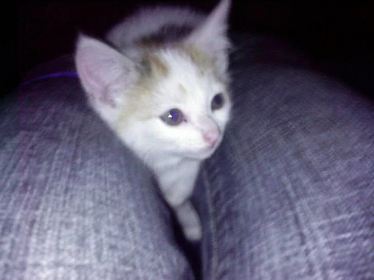 Blanding af racer Kida *solgt* billede 17