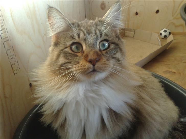 Maine Coon harry(of diamonds dream) - harry 10mdr billede 1