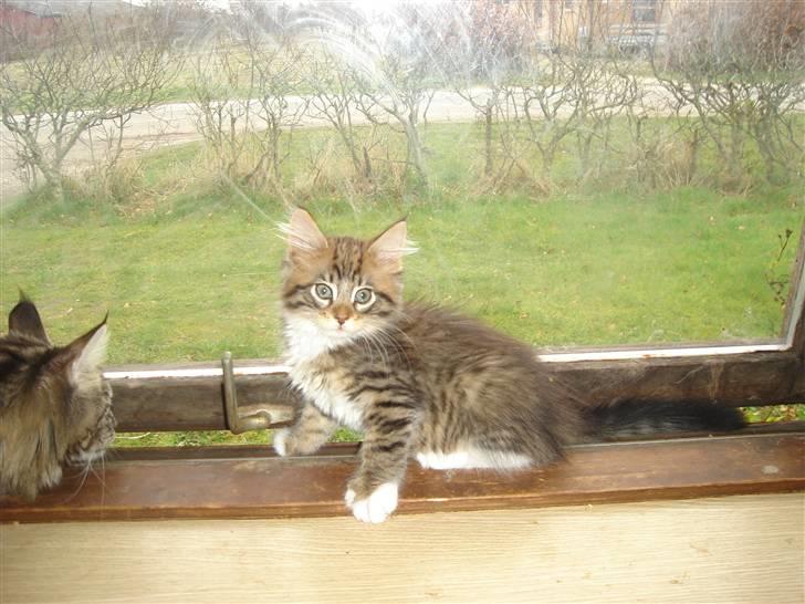 Maine Coon harry(of diamonds dream) - harry 9 uger billede 2
