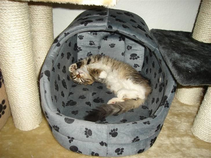 Maine Coon harry(of diamonds dream) - åh ja skønt med en lur billede 3