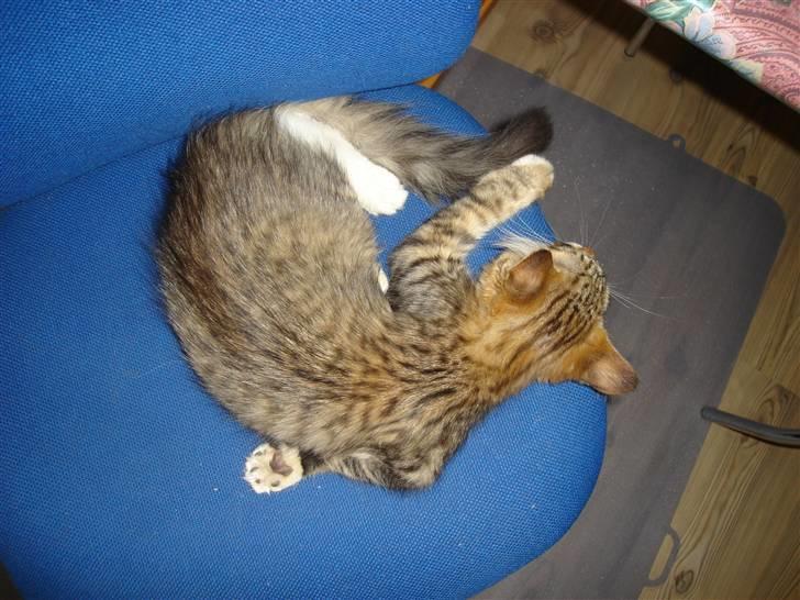 Maine Coon harry(of diamonds dream) - ja jeg kan ligge på mange sjove måder billede 5