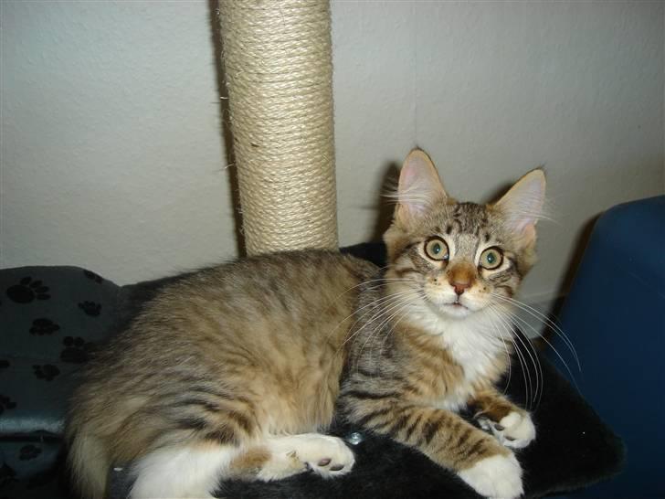 Maine Coon harry(of diamonds dream) billede 6