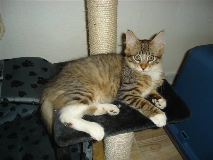 Maine Coon harry(of diamonds dream) - ja her er jeg blevet 16 uger billede 7
