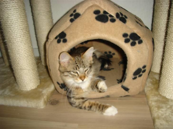 Maine Coon harry(of diamonds dream) billede 8