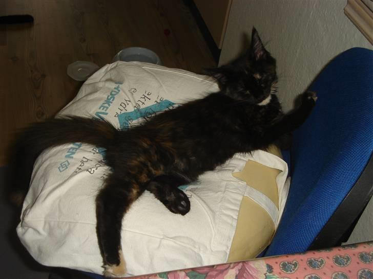 Maine Coon glitter girl(anto cat) billede 2