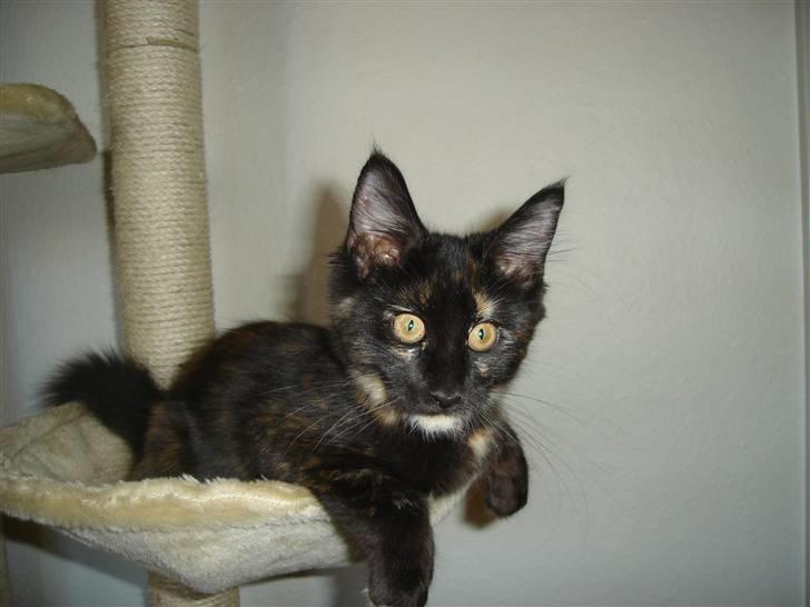 Maine Coon glitter girl(anto cat) billede 3