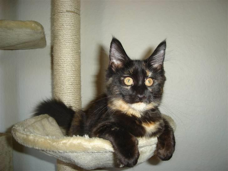 Maine Coon glitter girl(anto cat) billede 4