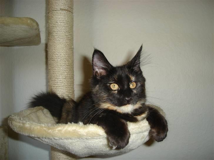 Maine Coon glitter girl(anto cat) billede 5