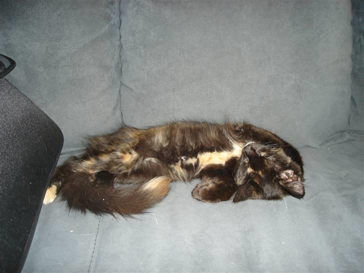 Maine Coon glitter girl(anto cat) billede 6