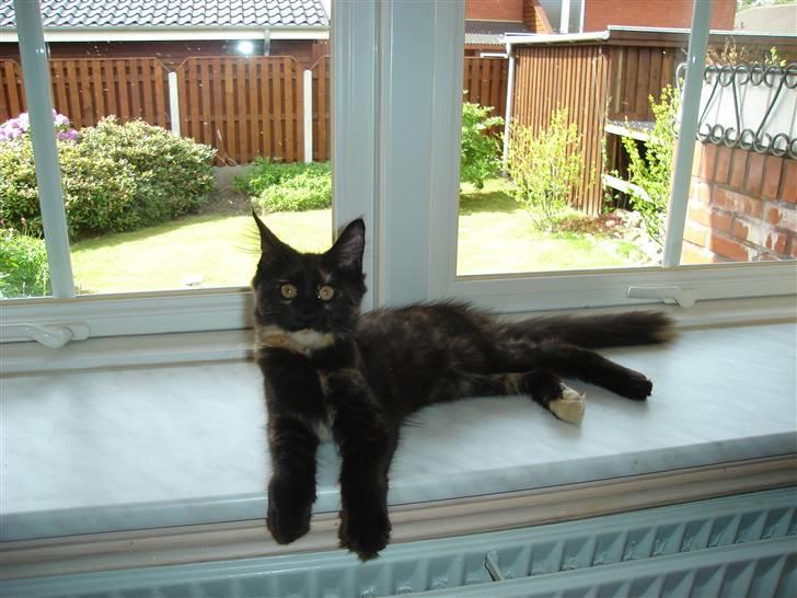 Maine Coon glitter girl(anto cat) billede 7