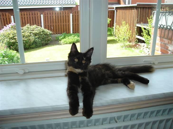 Maine Coon glitter girl(anto cat) billede 8