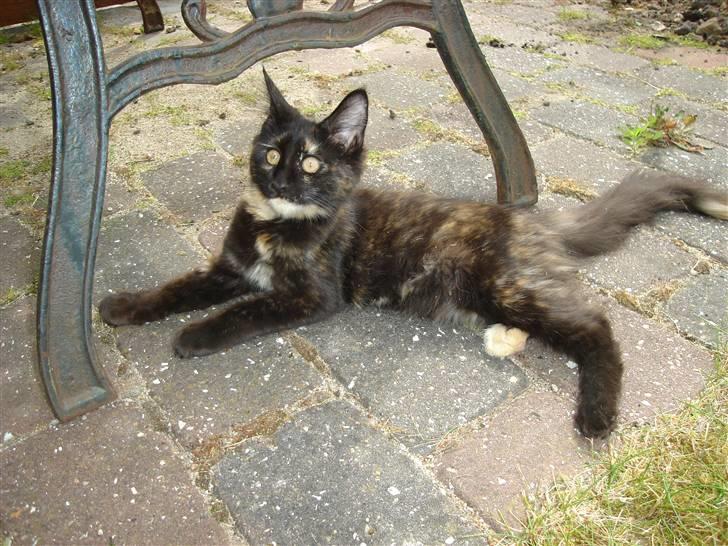 Maine Coon glitter girl(anto cat) billede 9