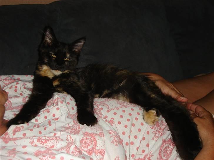 Maine Coon glitter girl(anto cat) billede 10