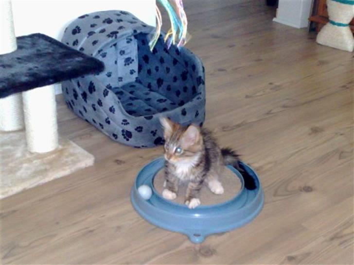 Maine Coon harry(of diamonds dream) billede 9