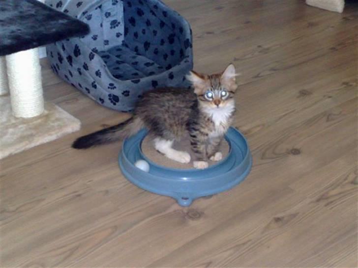 Maine Coon harry(of diamonds dream) billede 10