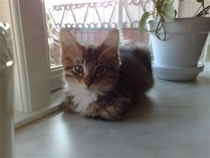 Maine Coon harry(of diamonds dream) billede 11