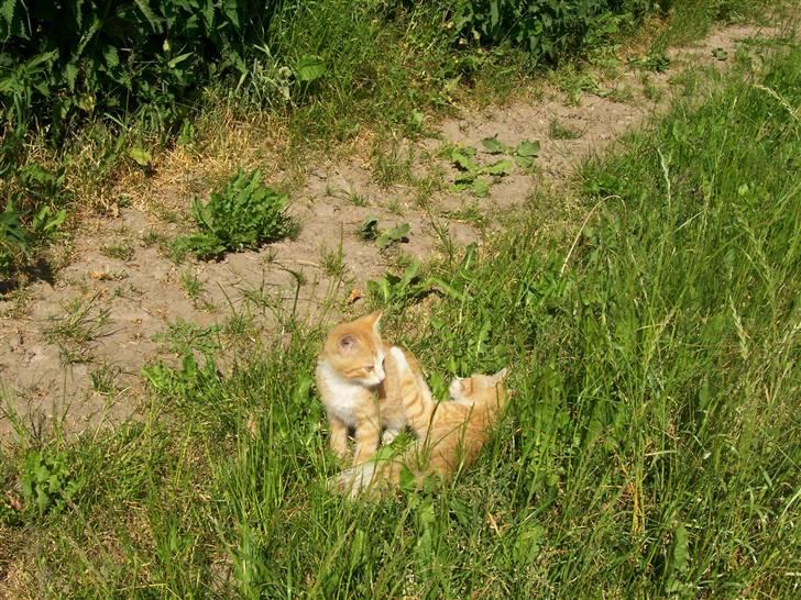 Huskat Chip og Chap billede 1