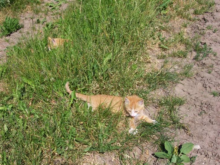 Huskat Chip og Chap billede 2