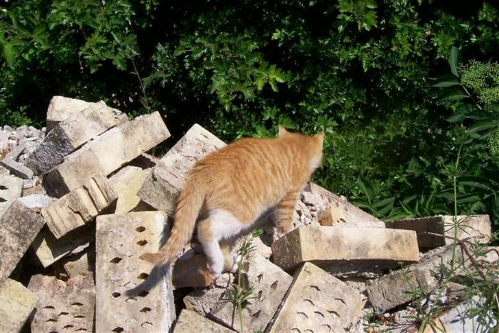 Huskat Chip og Chap - Chap billede 3