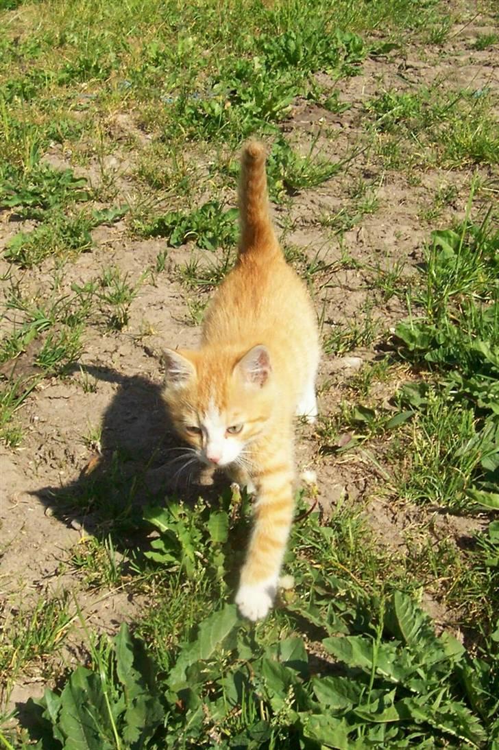 Huskat Chip og Chap - Chap billede 4