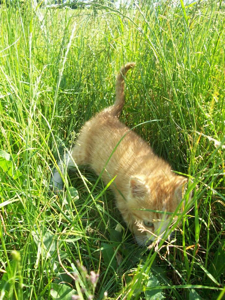 Huskat Chip og Chap - Chip billede 5