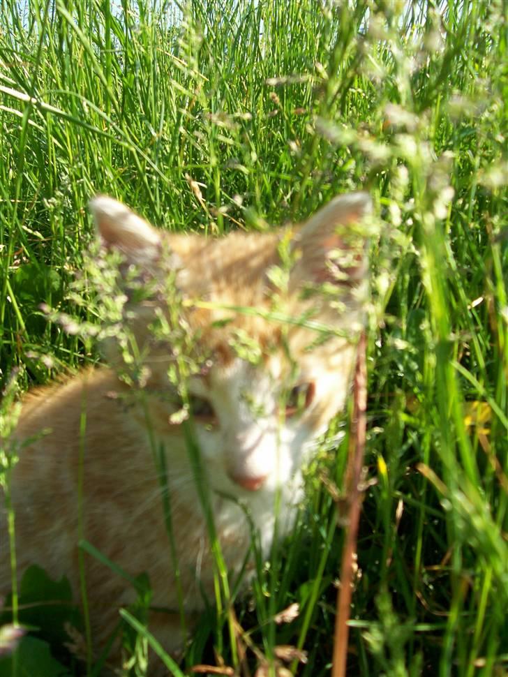 Huskat Chip og Chap - Chip billede 6