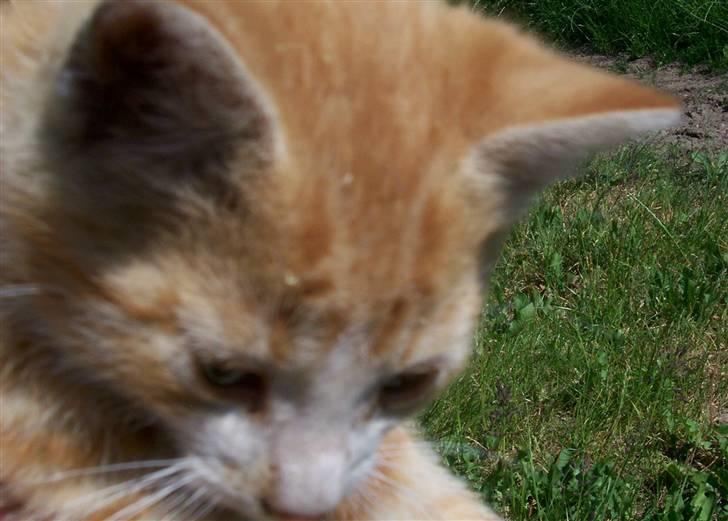 Huskat Chip og Chap - Chap billede 7