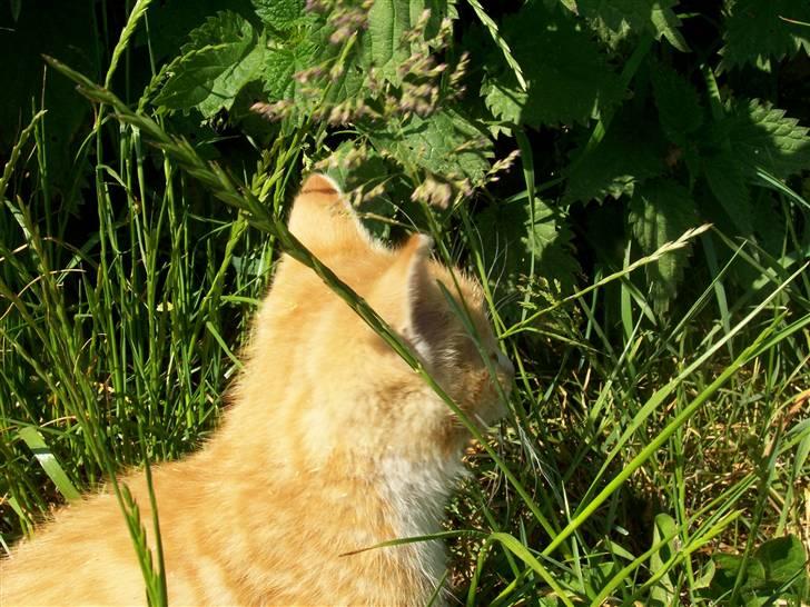 Huskat Chip og Chap - Chap billede 8