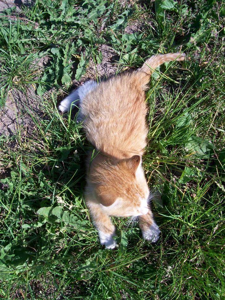 Huskat Chip og Chap - Chip billede 9