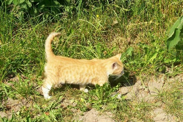 Huskat Chip og Chap - Chip billede 10