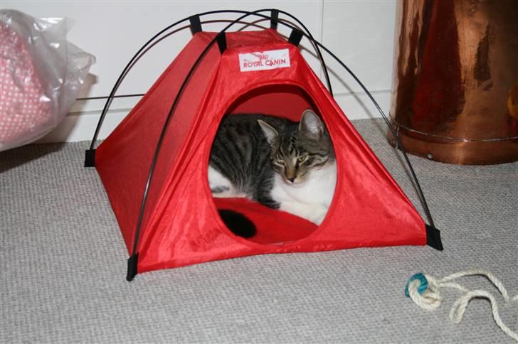 Blanding af racer Mickey og Mikkel - Mikkel i deres telt billede 12