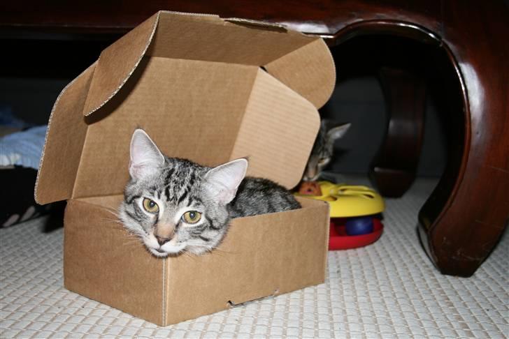 Blanding af racer Mickey og Mikkel - Mickey har fundet en god kasse billede 13