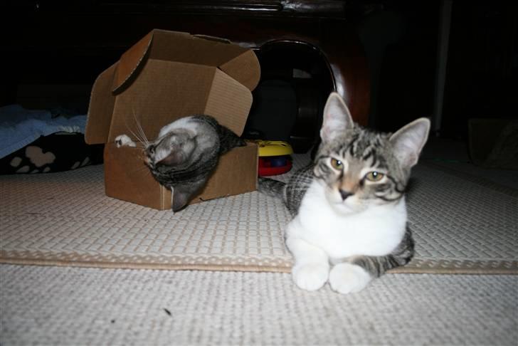 Blanding af racer Mickey og Mikkel - Mikkel holder vagt billede 14